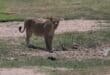 A lioness visits hole 3 at the Skukuza Golf Club. > Photo: Supplied/Hein Grobler