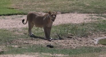 A lioness visits hole 3 at the Skukuza Golf Club. > Photo: Supplied/Hein Grobler