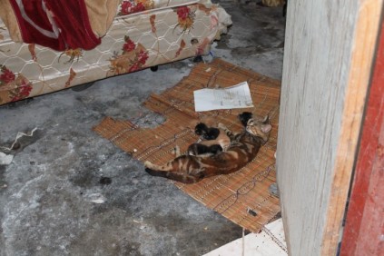 Thwala's housemates were this feline and its kittens.