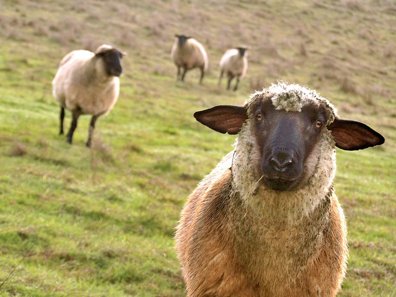 Mbombela Sheeps