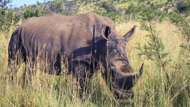 Rhino 1