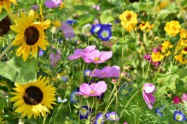 Alice Coetzee - 16-09-2022-gardening- sowing seeds - photo 1