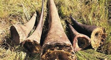 Rhino horns > Photo: Supplied/KNP