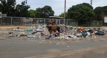 A cow grazes in a pile of rubbish in front Dwarsloop’s municipal building. > Photo: Riot Hlatshwayo
