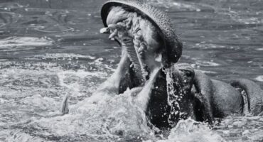 A man was rushed to hospital this afternoon, April 9, after he was attacked by a hippo in Schoemanskloof.