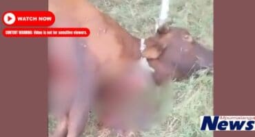 A screenshot from the video. Video: Supplied