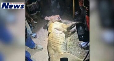 A community member sustained serious injuries after being attacked by a lioness.
