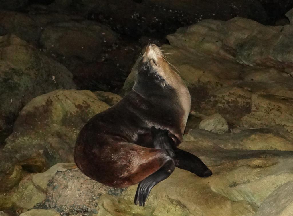 The Cape Fur Seal is healthy and in good condition according to Ezemevlo KZN Wildlife officers.
