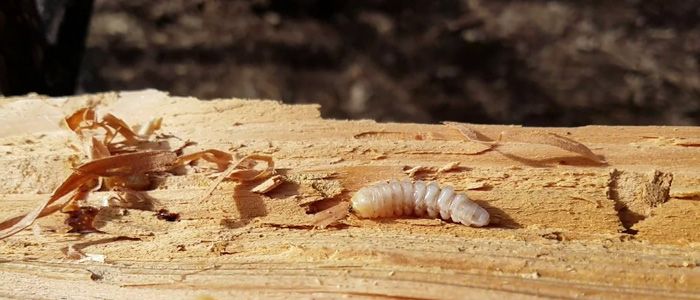 wood borer-2 wood borer-2