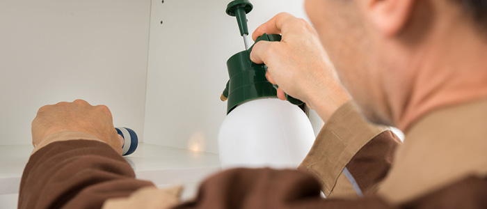 wood borer-3 wood borer-3