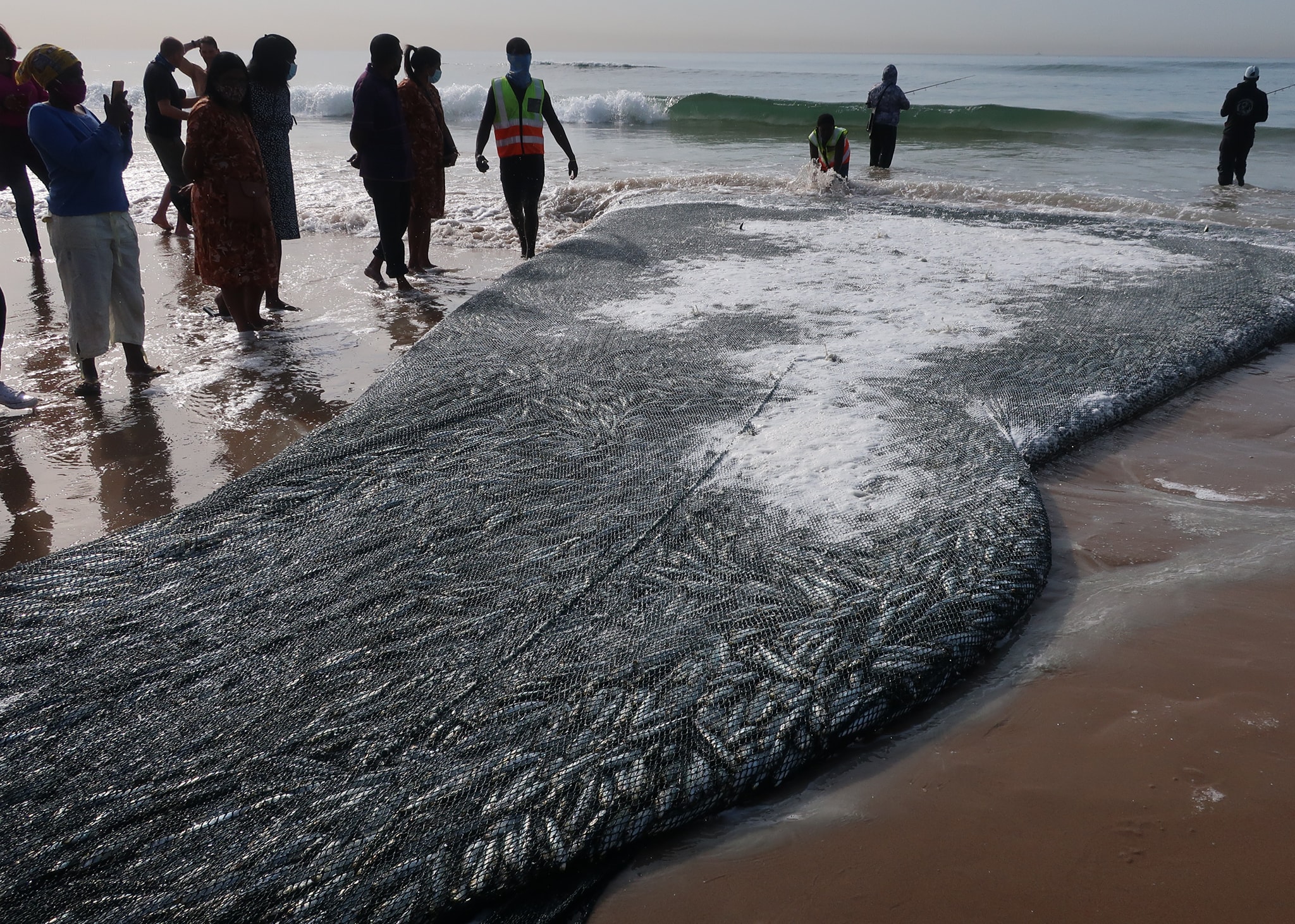 Sardine run flows into Durban waters Berea Mail