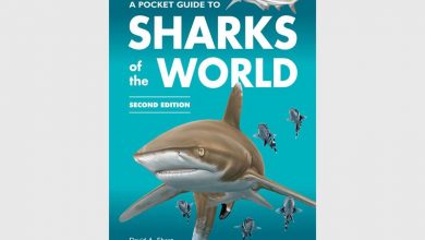 APocketguidetoShark_29670