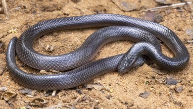 Bibron's Stiletto Snake (Atractaspis bibronii)