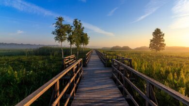 nature-conservation-4352793_1280