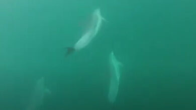 Dolphin2