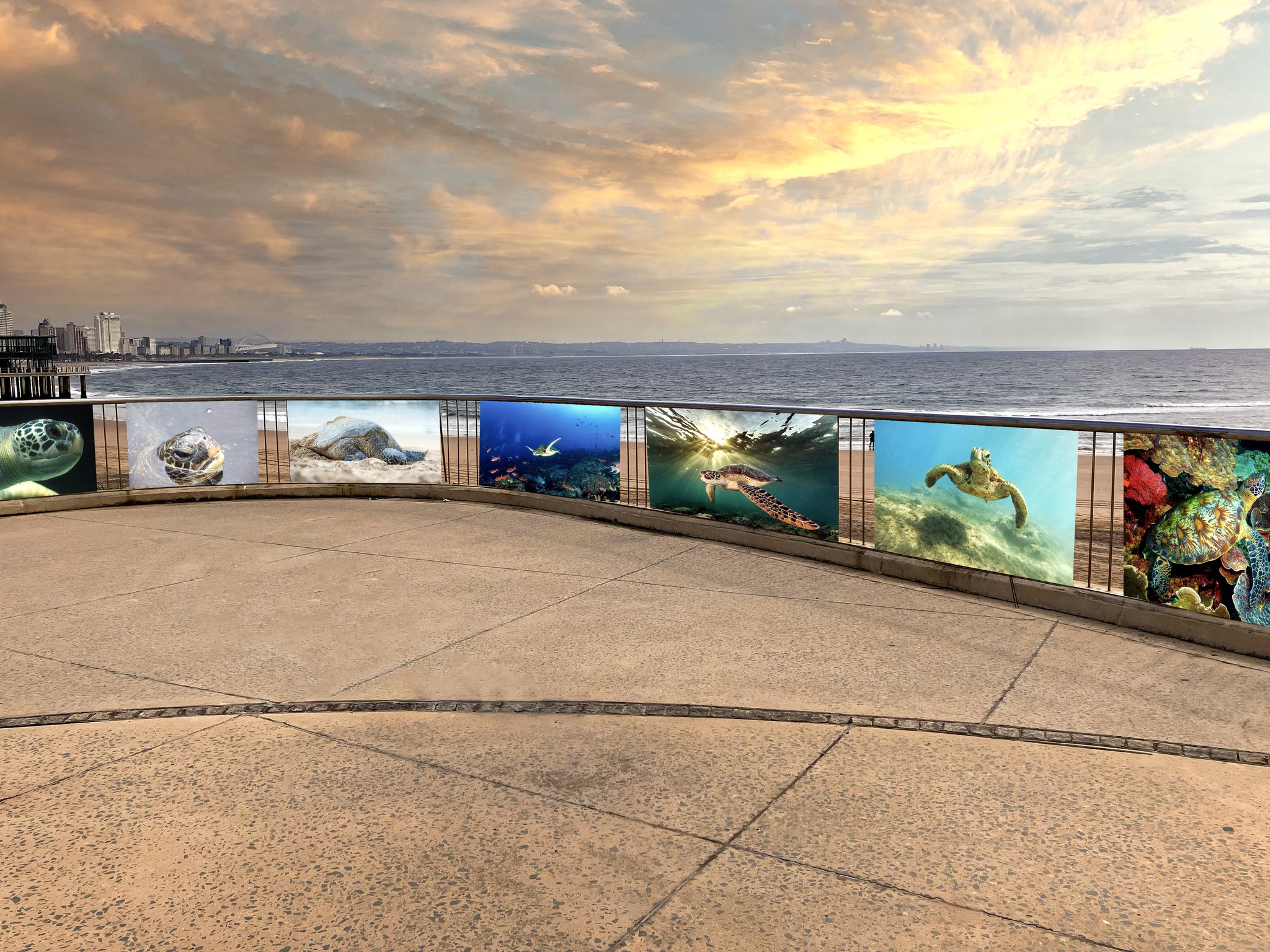 'Shell out' your best turtle photos for Durban promenade exhibit