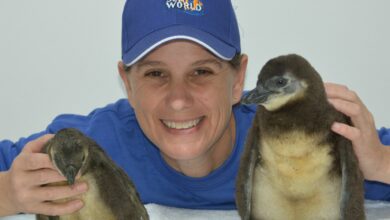 uShaka Sea World Animal Behaviourist, Kelly de Klerk with uShaka Sea World’s African penguin chicks Venus and Victory. Photo: Submitted