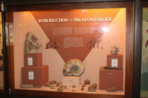 Learn about fossils and the orogins of mankind in the geology and palaeontology room. Photo: Sibongiseni Maphumulo