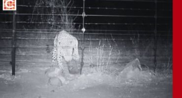 Mafu's clever escape caught on video _Feature