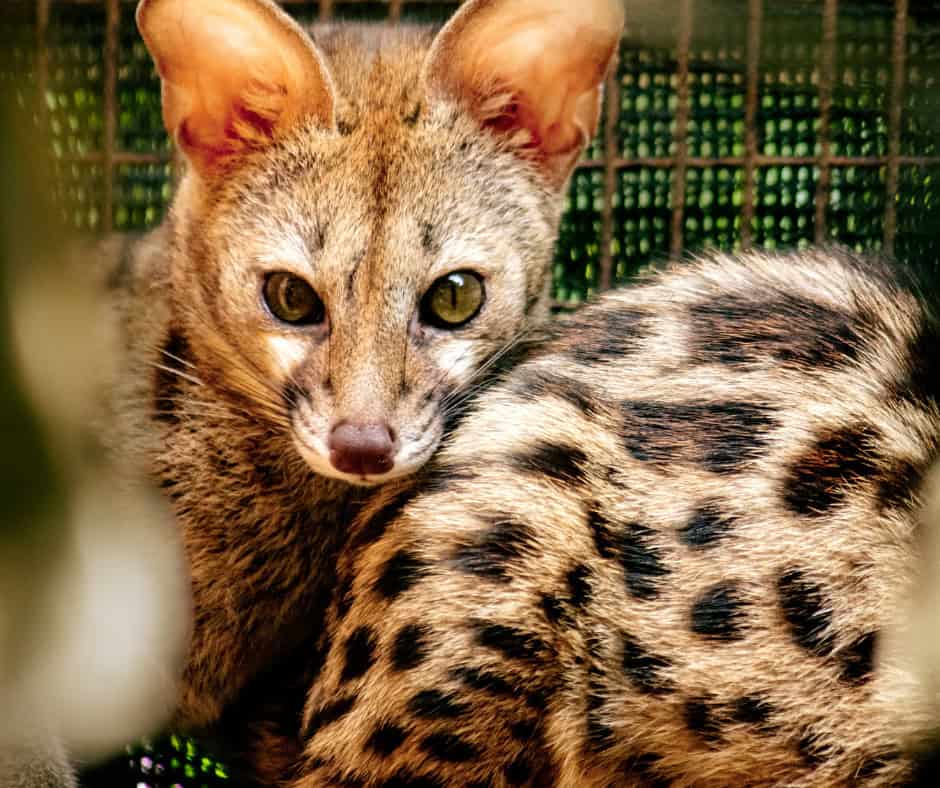 CROW calls on citizens to turn tax into impact for wildlife