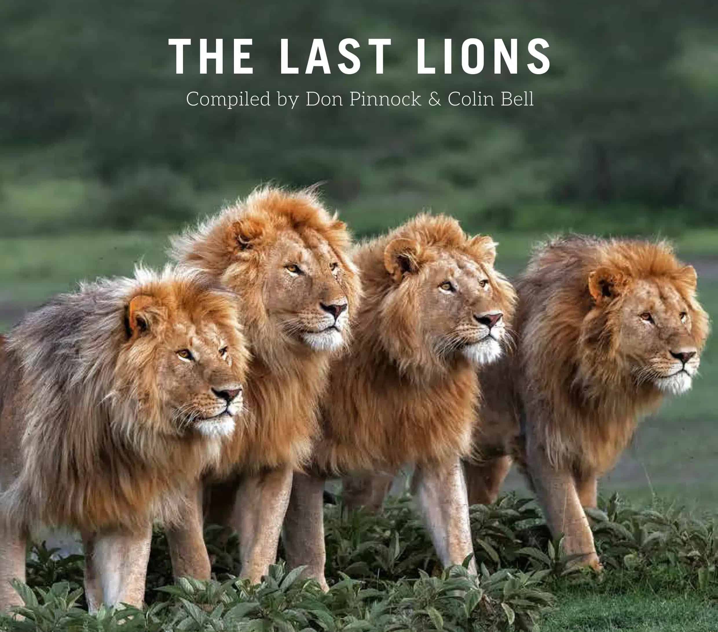 WIN: The Last Lions, a powerful tribute to Africa’s iconic predator