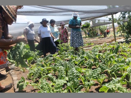 The thriving garden that feeds orphans and vulnerable children, the elderly and unemployed women at Ratang Bana Future For Children organisation in Alexandra.