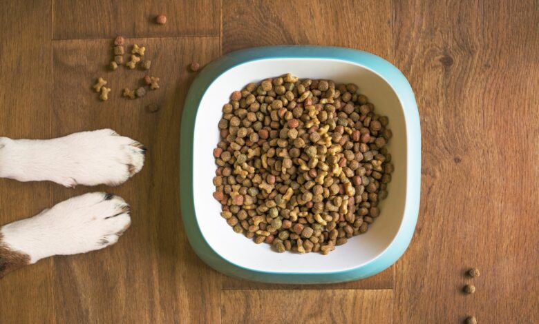 dog-food-gb46f78bfd_1920