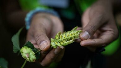 SAB launches the Beyond Awards which aim to encourage sustainable practises by corporates. Photo: Sage Lee Voges