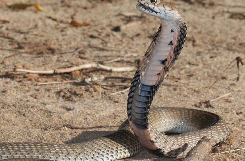 It’s a great idea to learn what may be slithering about in your backyard, and what to do if you come into contact with a venomous reptile this season.