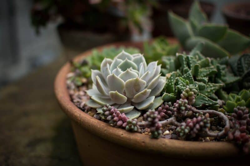 While a lot of plants can be grown from cuttings, succulents are no different. Why not try growing them from just leaves this holiday.