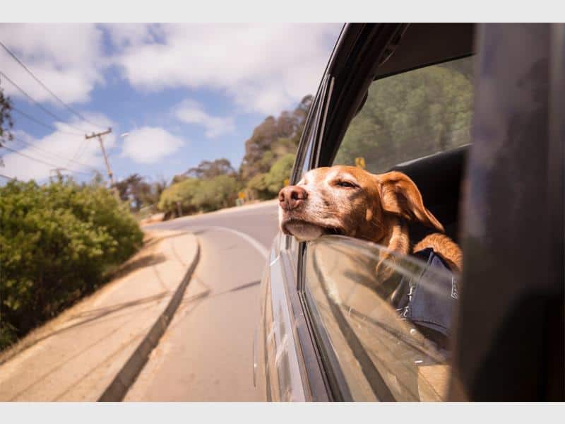 Before you bundle your furry best friend into the car, be sure to follow this checklist so you don't run into any surprises.