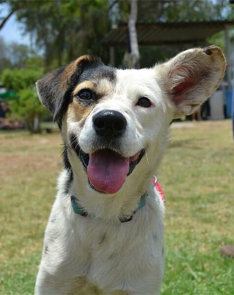 Dog loving community members are urged to visit the Sandton SPCA to find adorable dogs waiting for them.