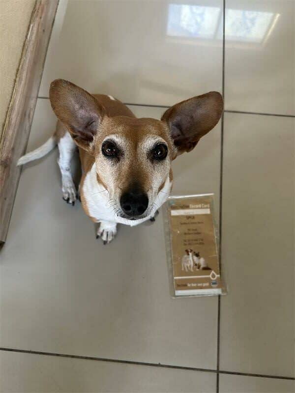 Spaying a female pet can help prevent uterine infections and ovarian cancer, while neutering a male pet can reduce the chance of prostate cancer and eliminate testicular cancer.