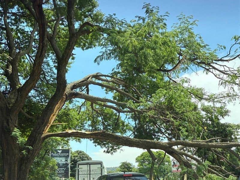 Johannesburg City Parks and Zoo urges community members to remain vigilant and report any fallen or uprooted trees to ensure public safety after a recent incident on Grayston Drive.