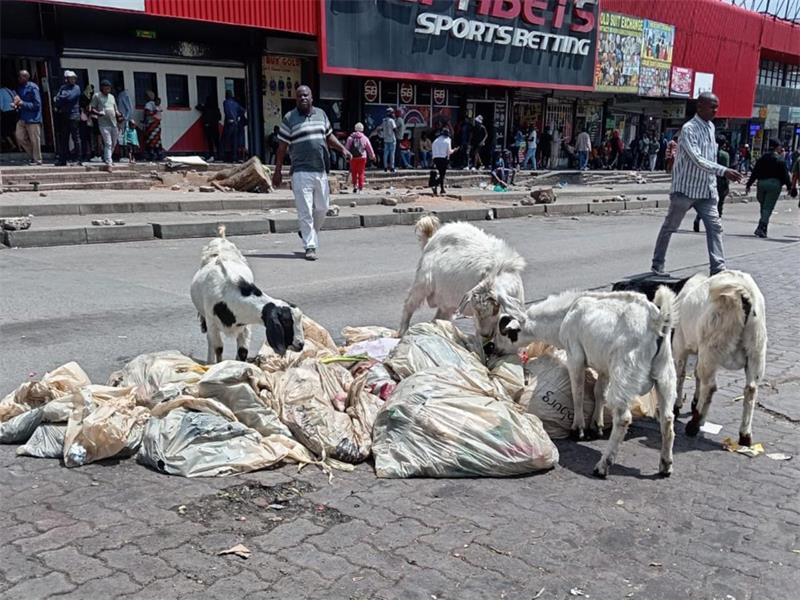 Goats roaming near Pan Africa Shopping Centre are not only unsightly in the urban setting; they also face serious threats associated with unsafe living conditions.