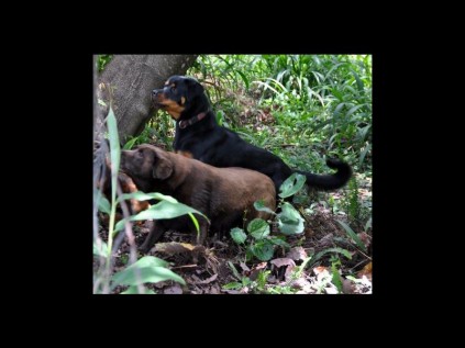 These three dogs were spotted together in the Reserve.Photo provided.