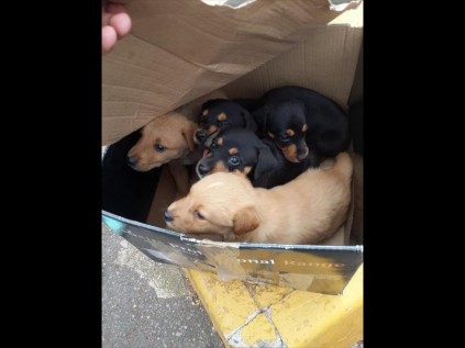 Five puppies were found trapped inside a box that was taped shut.