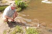 Ward councillor, André Mitchell, kneels next to dead fish that were found in the Umbilo River.
