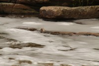 Thick foam was still washing down the river on Wednesday, 11 February.