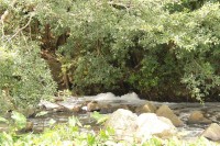 Thick foam was still washing down the river on Wednesday, 11 February.