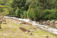 Dead fish were found in the Umbilo River.