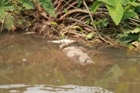 Dead fish were found in the Umbilo River.