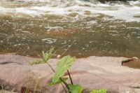 Dead fish were found in the Umbilo River.