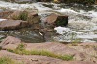 Dead fish were found in the Umbilo River.
