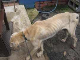 A Malvern man appeared in court for animal cruelty. His case was postponed to 19 May.