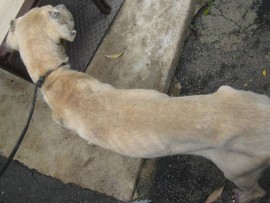A Malvern man appeared in court for animal cruelty. His case was postponed to 19 May.