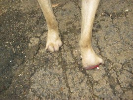 A Malvern man appeared in court for animal cruelty. His case was postponed to 19 May.