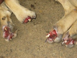 A Malvern man appeared in court for animal cruelty. His case was postponed to 19 May.