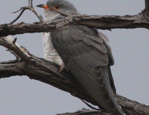 African Goshawk, (Photo taken and kindly supplied by Peter Divall).