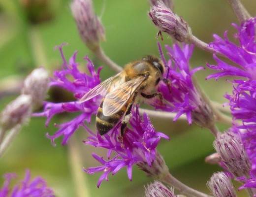 Cyanotis speciosa, (Doll’s Powderpuff or Bloupoeierkwassie) featured in The Indigenous Gardener e-magazine